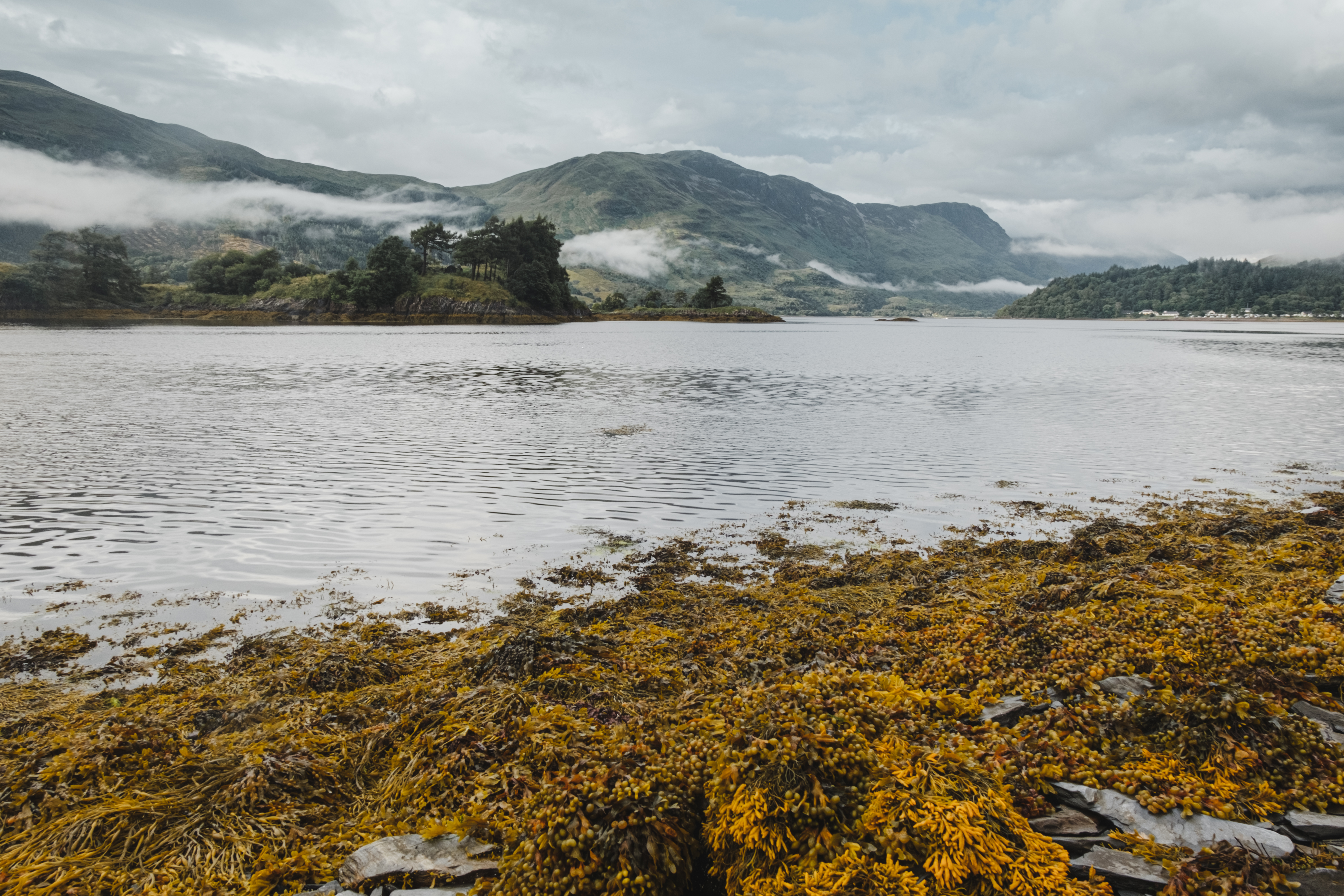 Yellow algae